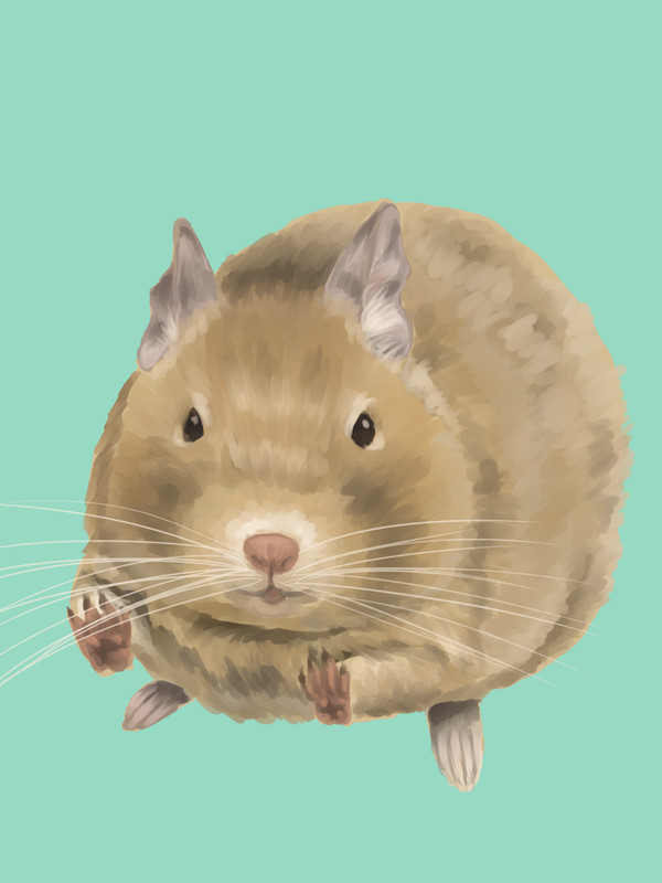 デグー サンド