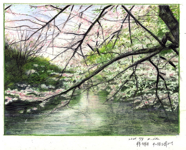 桜 ー吉祥寺 井の頭公園にてー