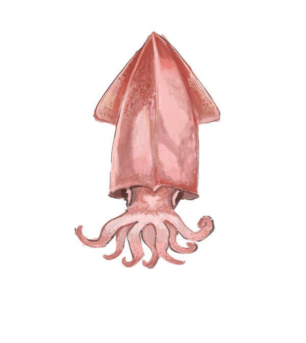 squid