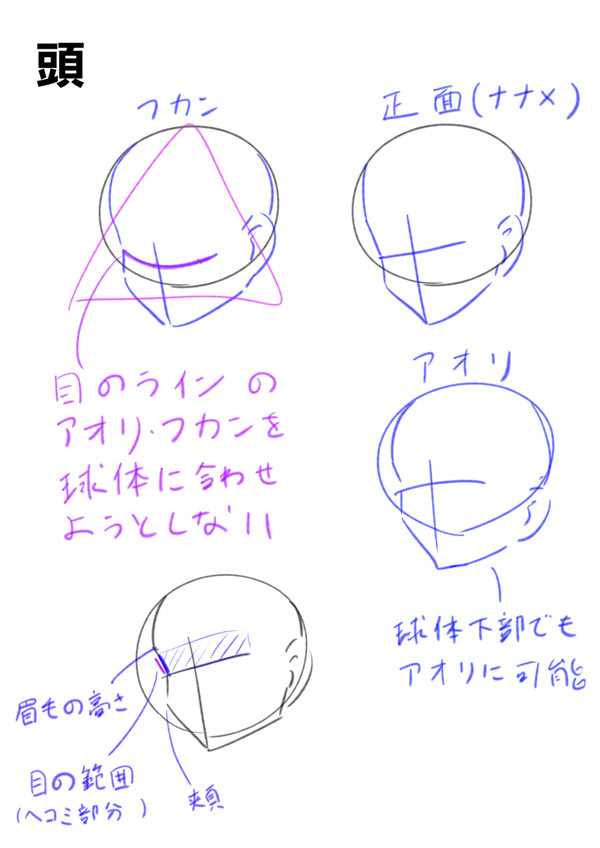 頭と顔についてのまとめ