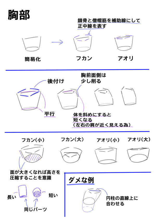胸部と臀部についてのまとめ