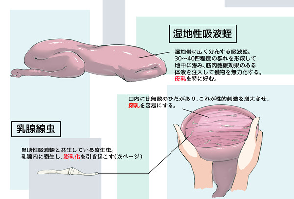 危険生物ファイルその2:吸液蛭