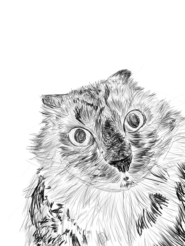 耳たたんでる猫