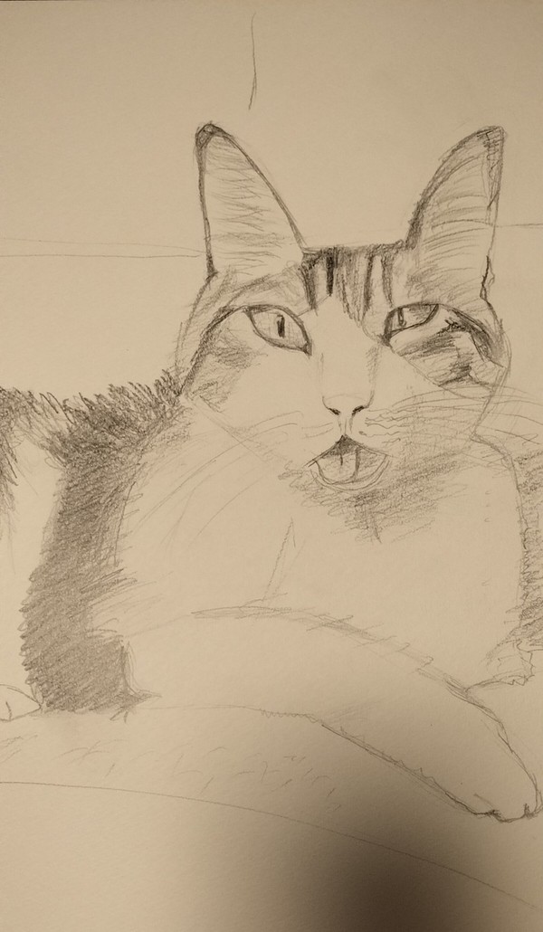 猫