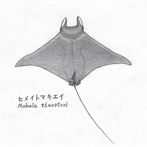 ヒメイトマキエイMobula thurstoni