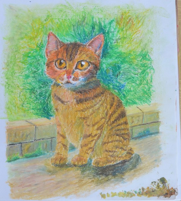 猫＋α