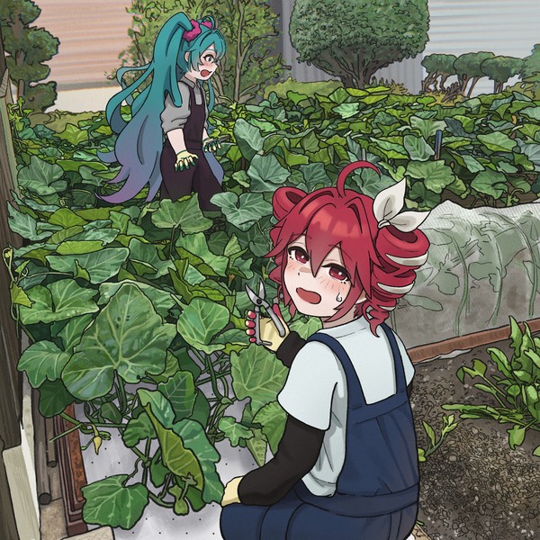 かぼちゃ収穫できるのかミクテト