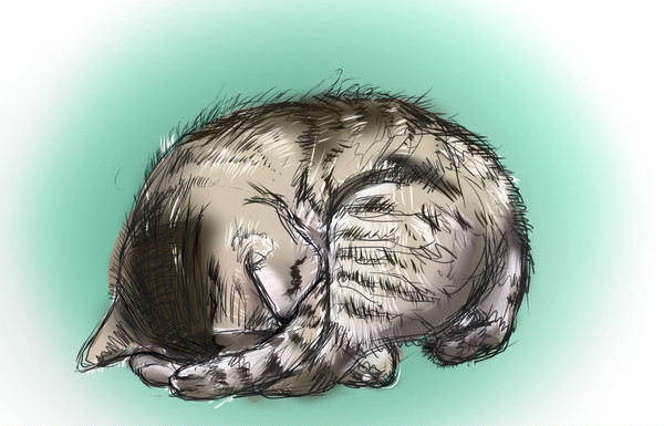 丸まって眠るねこ