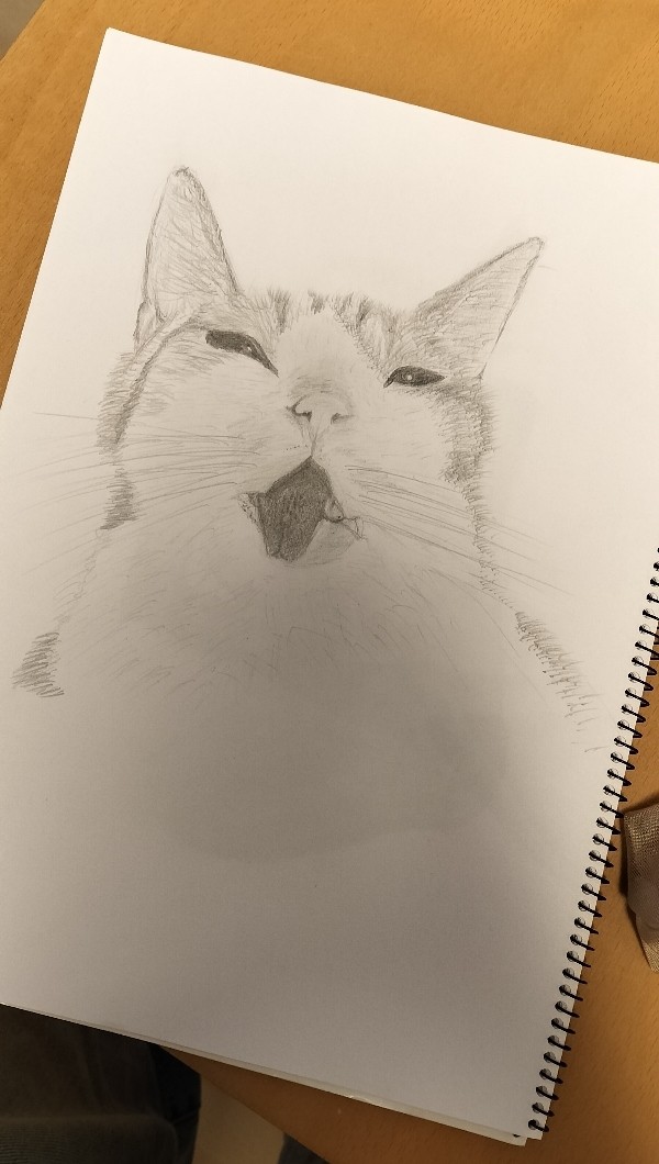 飼い猫