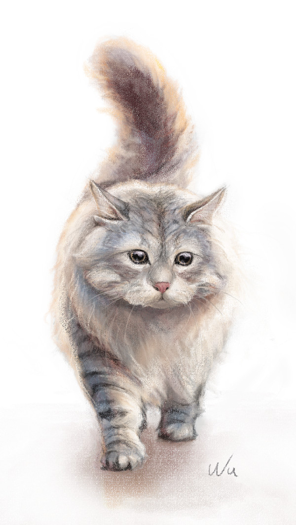 Curious Cat