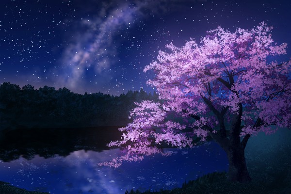 花散る前夜の桜 - 1/1