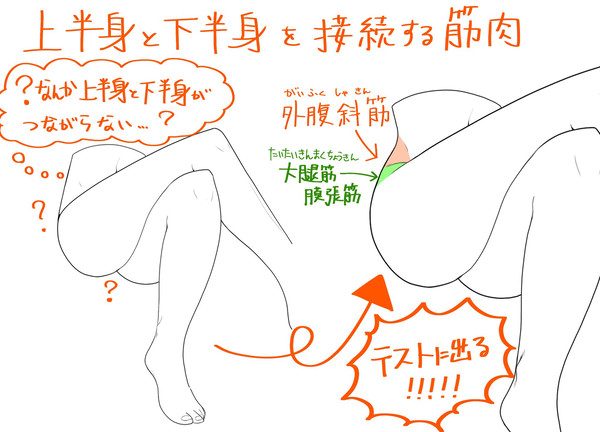 上半身と下半身を接続する筋肉 - 1/1