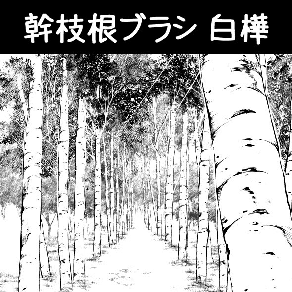幹枝根ブラシ_白樺 - 1/10