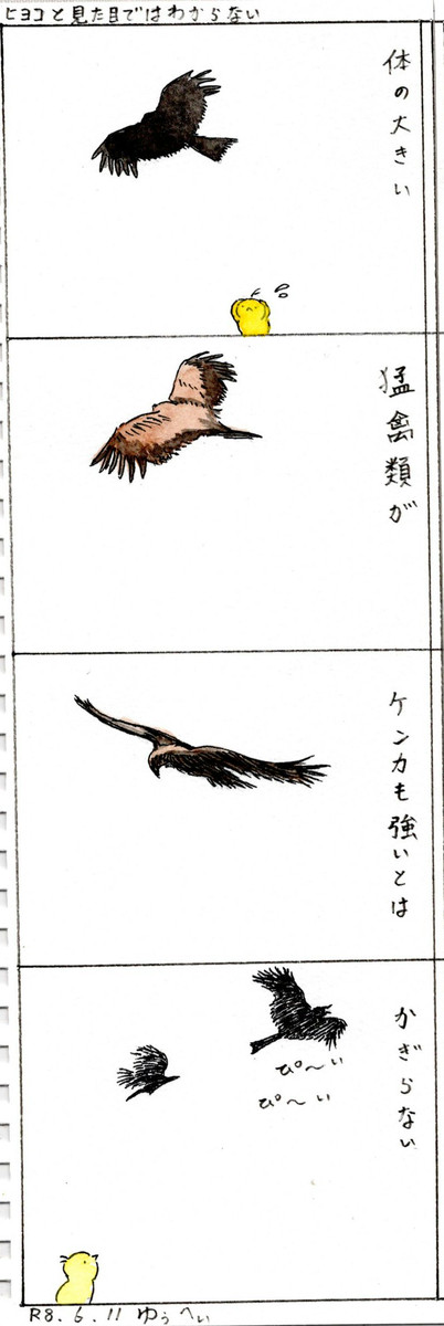 ヒヨコと見た目ではわからない