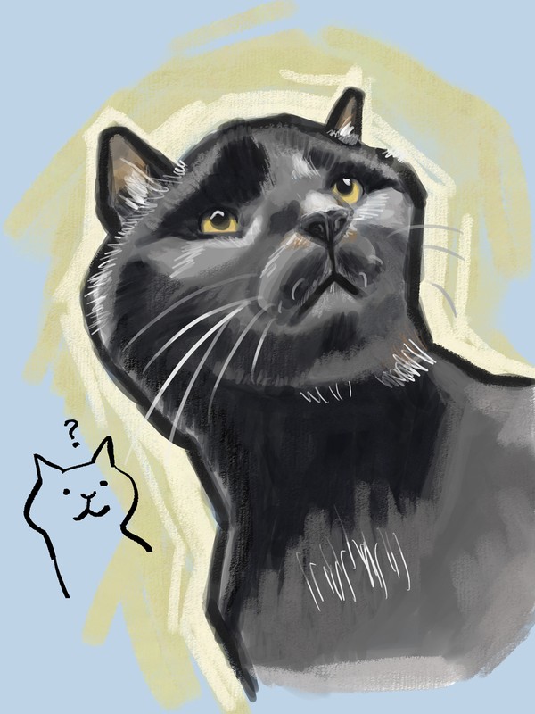 黒猫