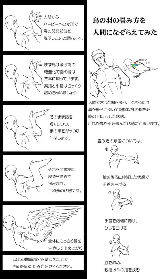 鳥の羽の畳み方を人間になぞらえてみた