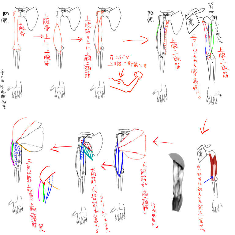 上腕周辺の筋肉の構造、重なり方講座。