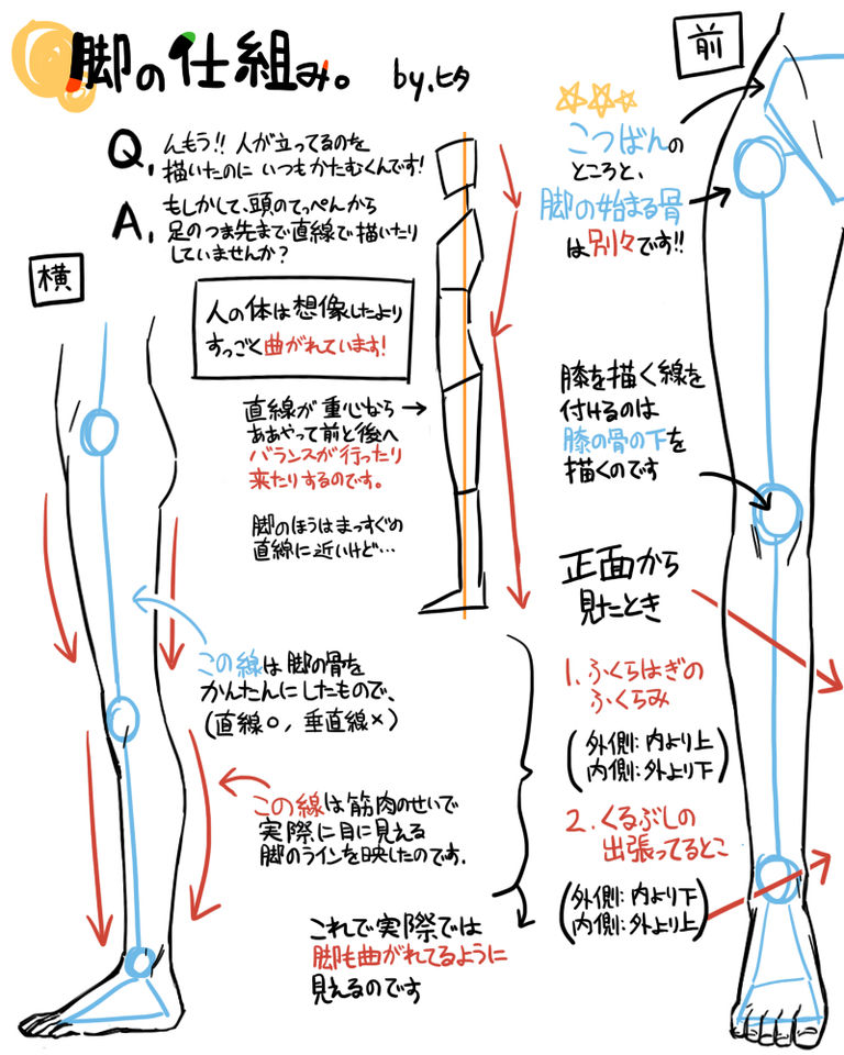 脚の仕組み