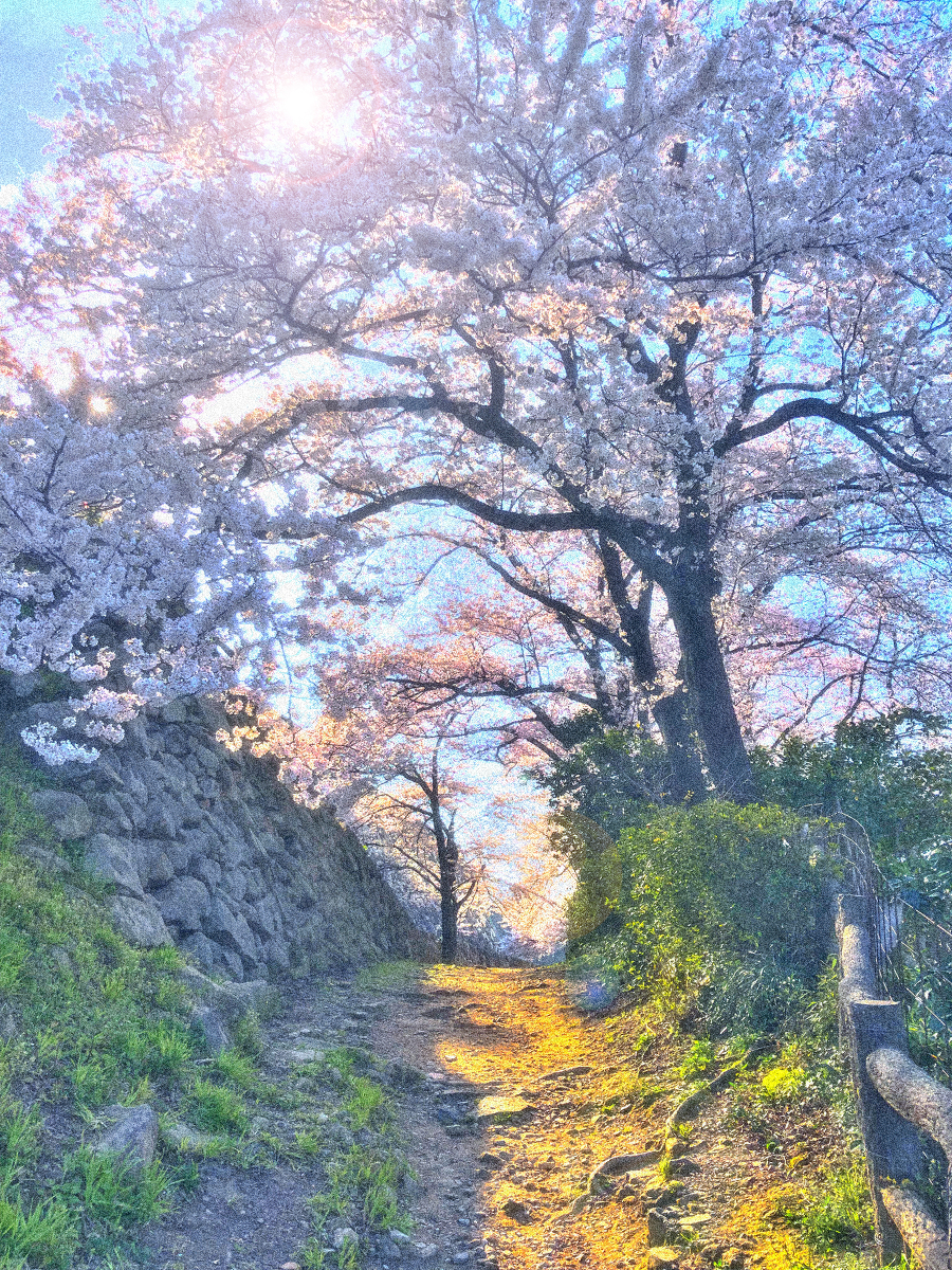 This is a pixiv picture whose title is 桜回廊.