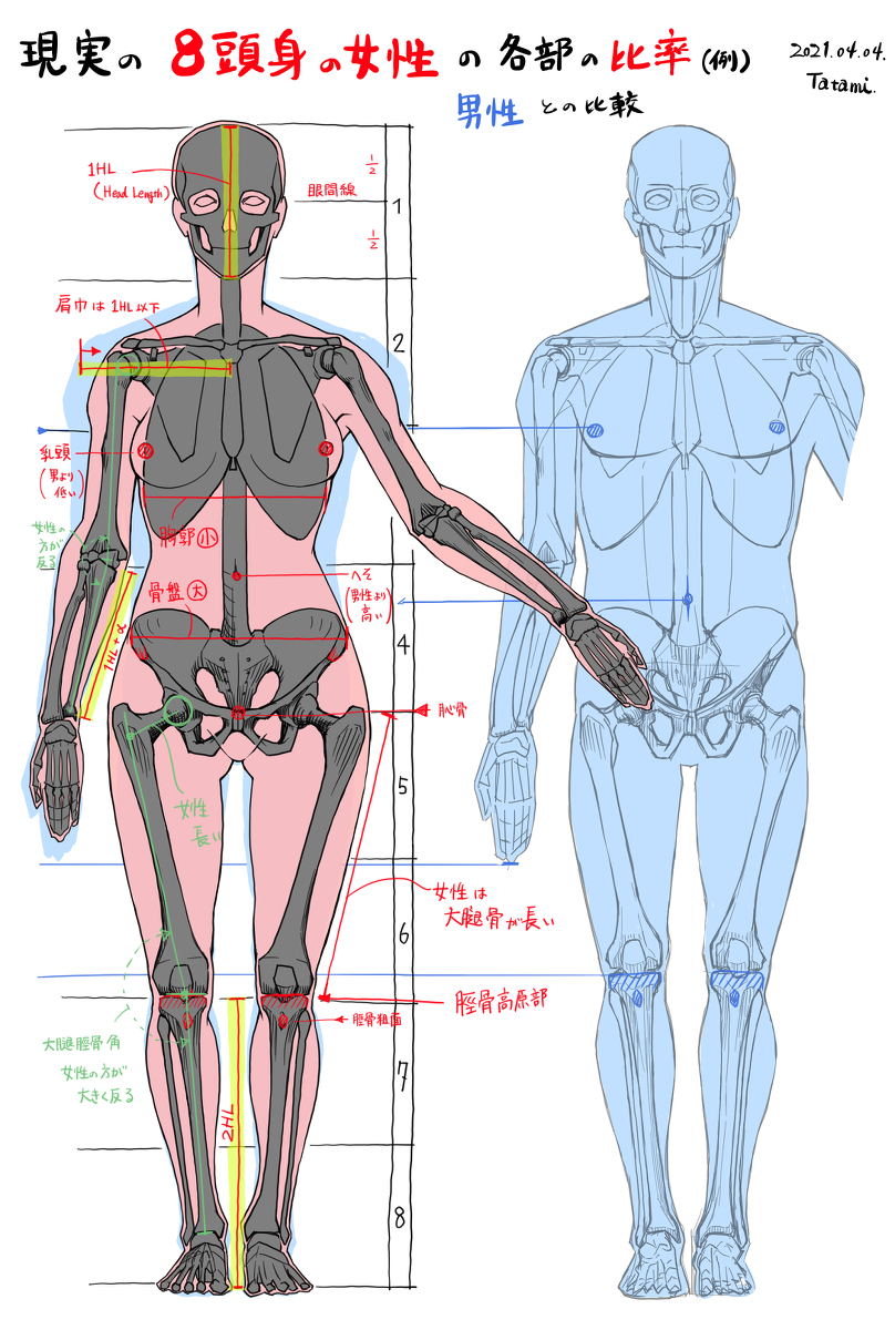 This is a pixiv picture whose title is 8頭身の女性の身体比率（男女の比較）.