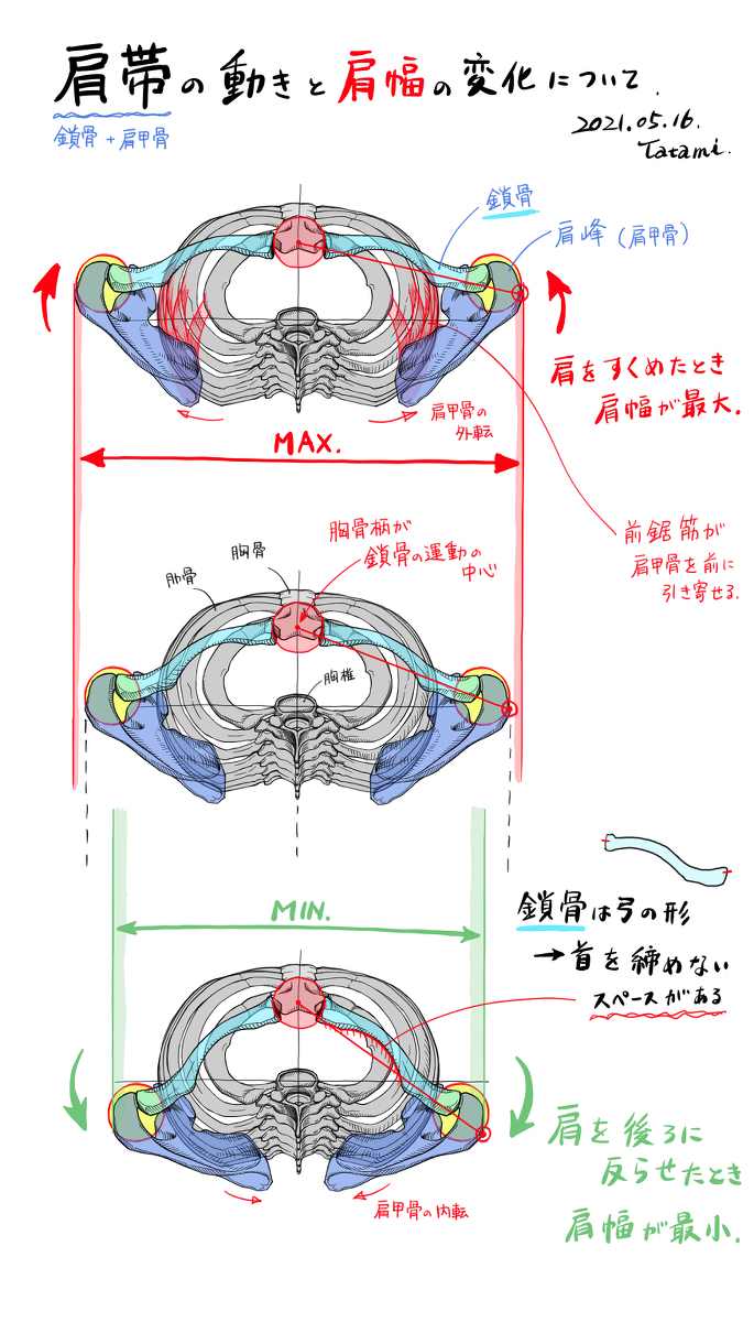 This is a pixiv picture whose title is 肩帯の動きと肩幅の変化.