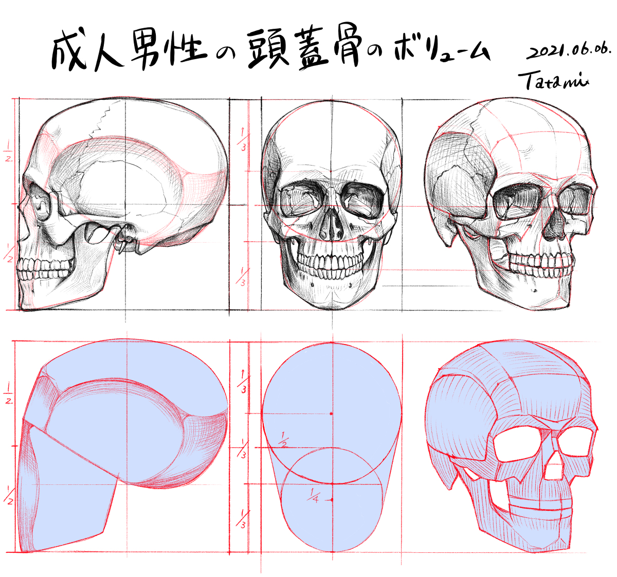 This is a pixiv picture whose title is 成人男性の頭蓋骨のボリューム.