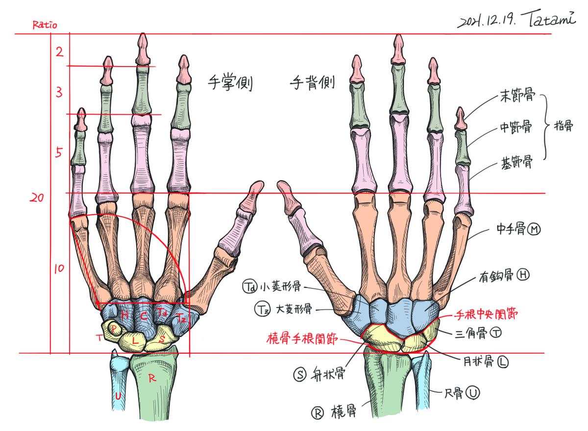 This is a pixiv picture whose title is 手の骨格スケッチ.