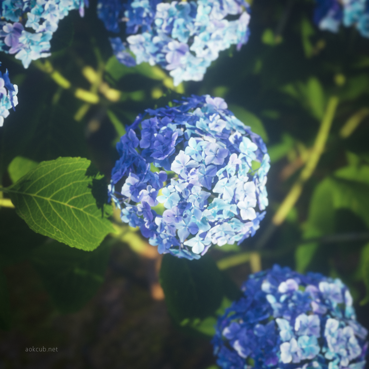 This is a pixiv picture whose title is 紫陽花.