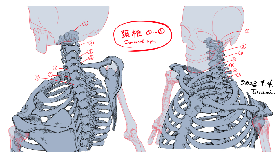 This is a pixiv picture whose title is 頚椎・鎖骨・肩甲骨スケッチ.