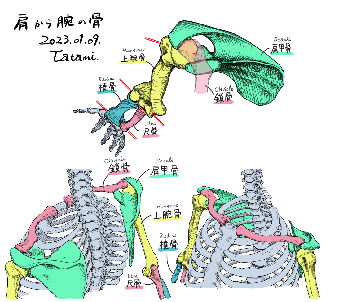 This is a pixiv picture whose title is 肩から腕の骨.