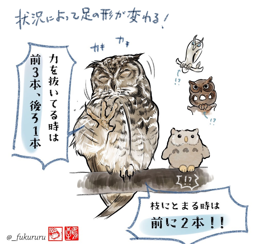 This is a pixiv picture whose title is 「フクロウを描く時の豆知識」.