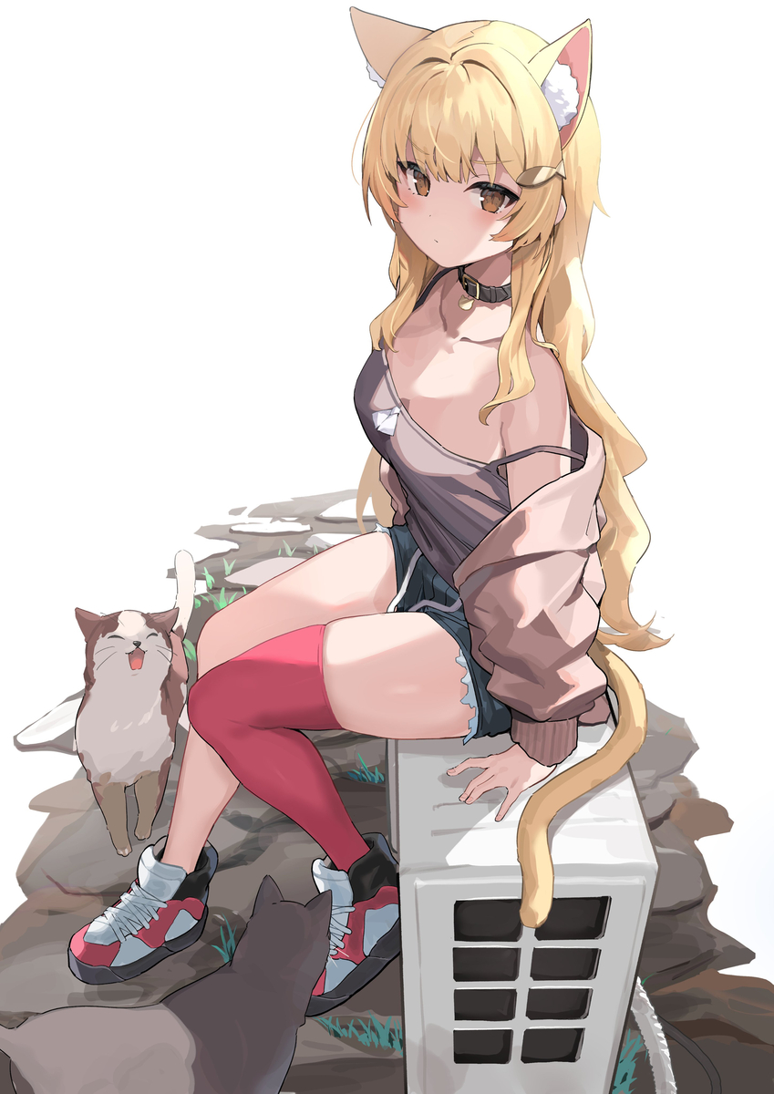 This is a pixiv picture whose title is 金猫ちゃん.