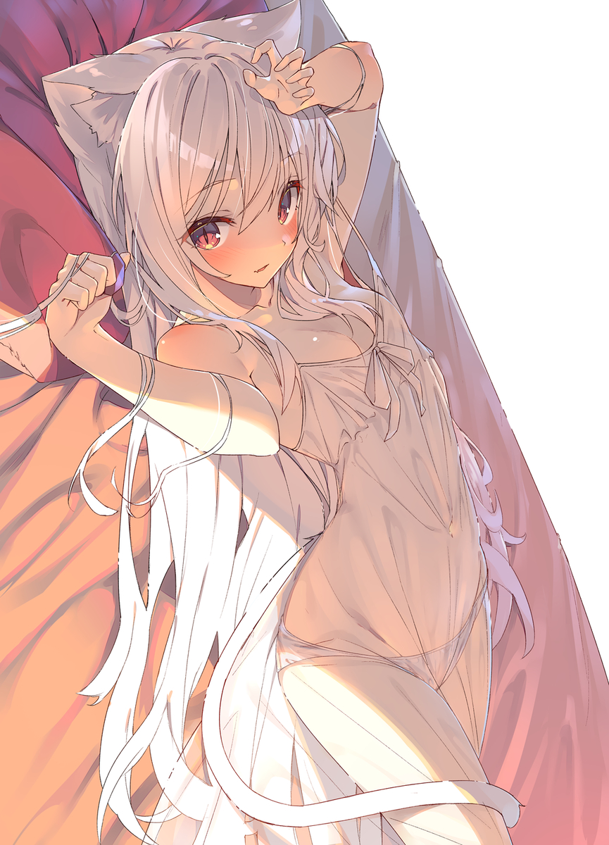 This is a pixiv picture whose title is 白猫ちゃん.