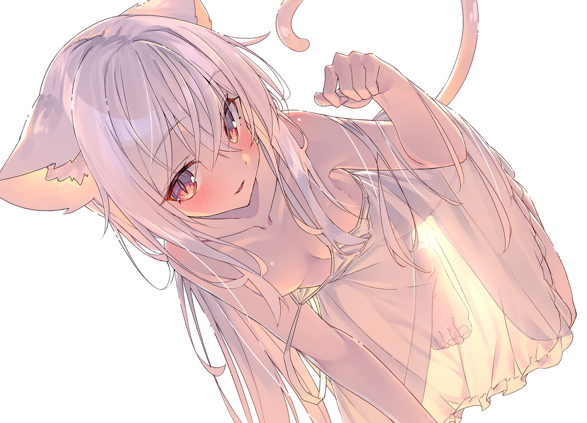 This is a pixiv picture whose title is 白猫ちゃん.