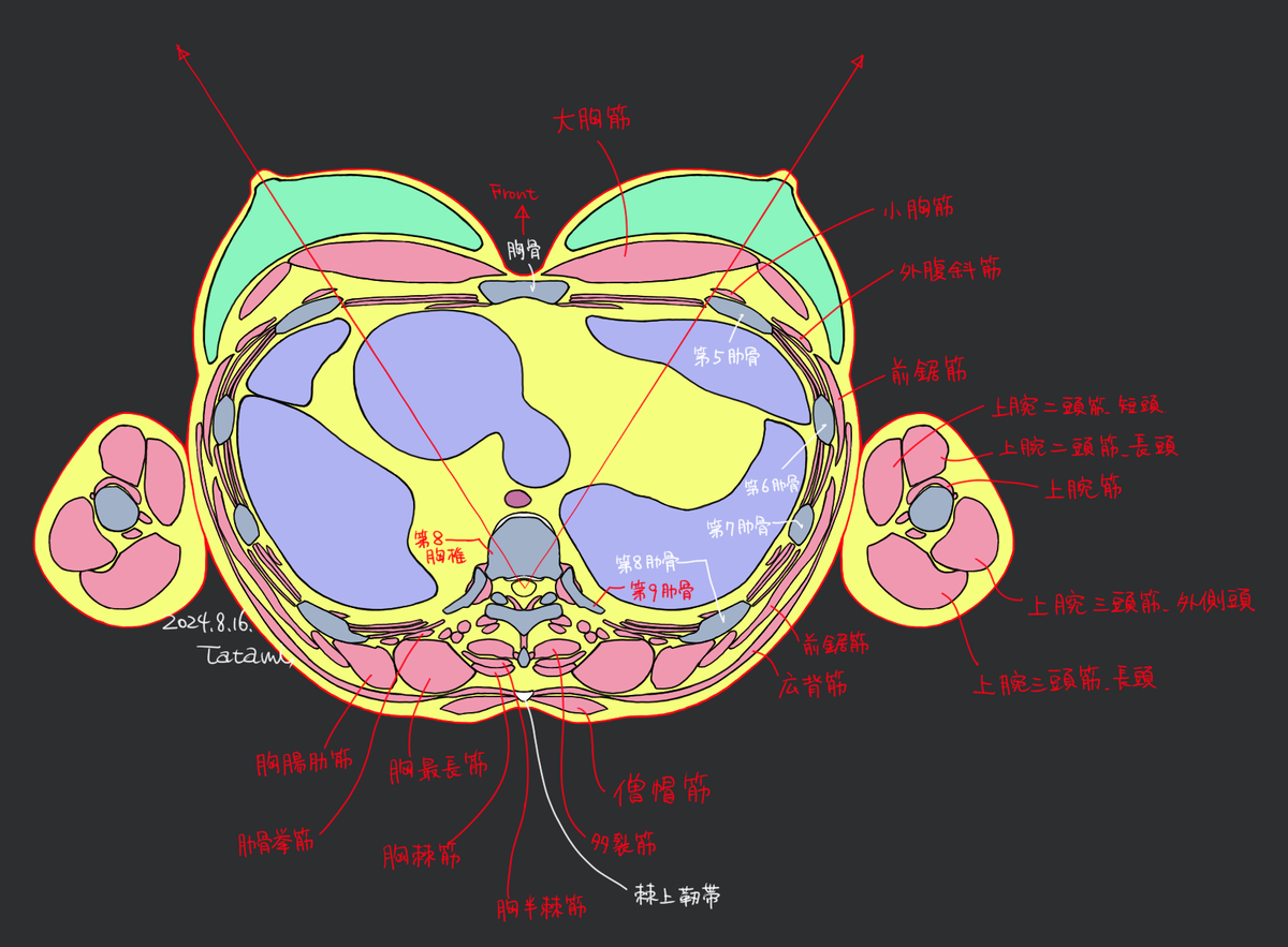 This is a pixiv picture whose title is 女性の胸部　断面図.