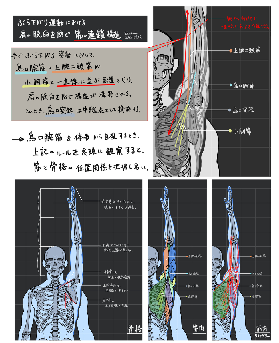 This is a pixiv picture whose title is 腕の挙上時　骨格と筋.