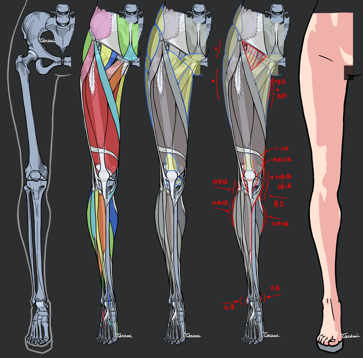 This is a pixiv picture whose title is 女性の脚　解剖スタディ.