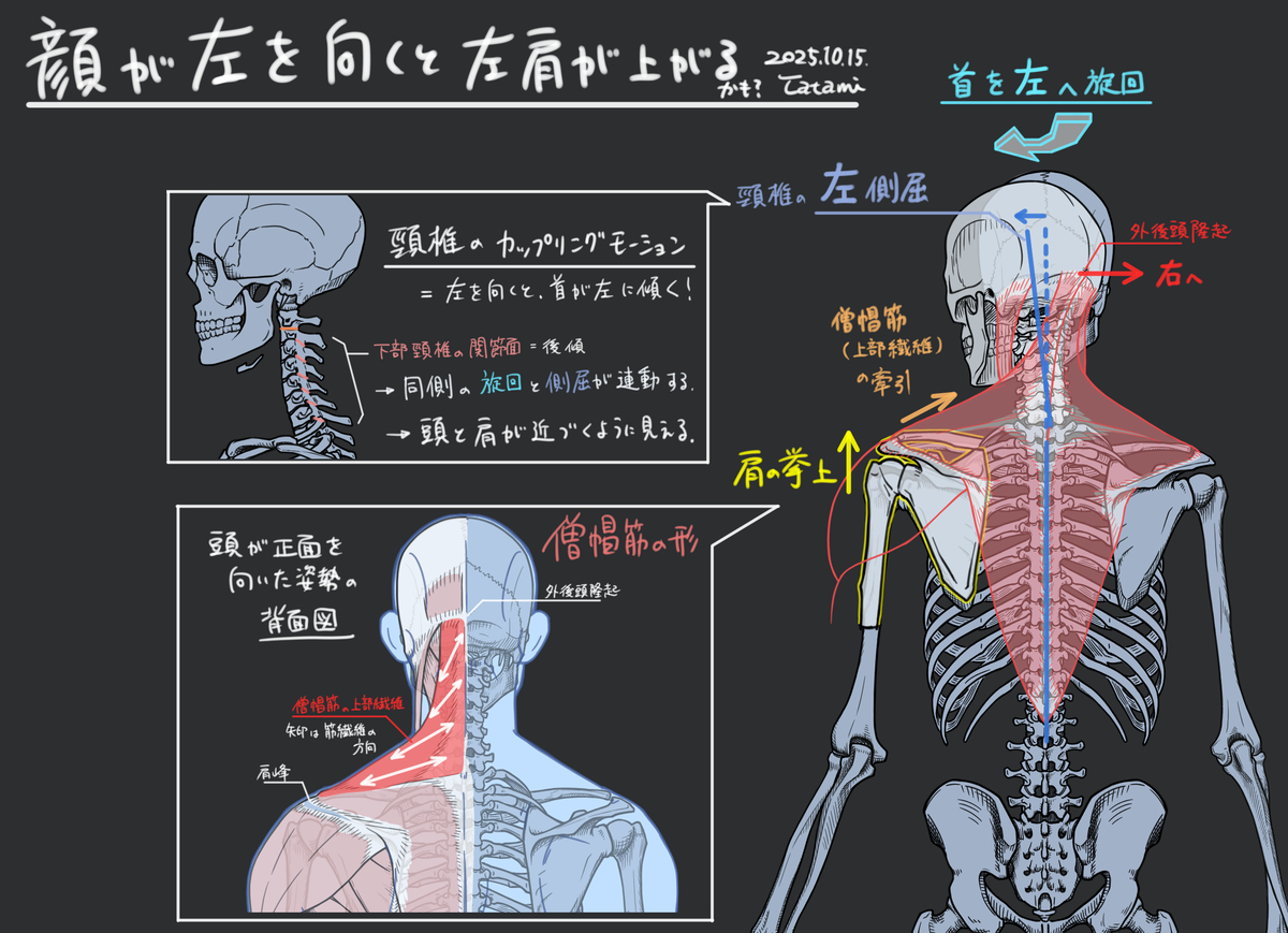 This is a pixiv picture whose title is 顔の向きと肩の挙上スタディ.