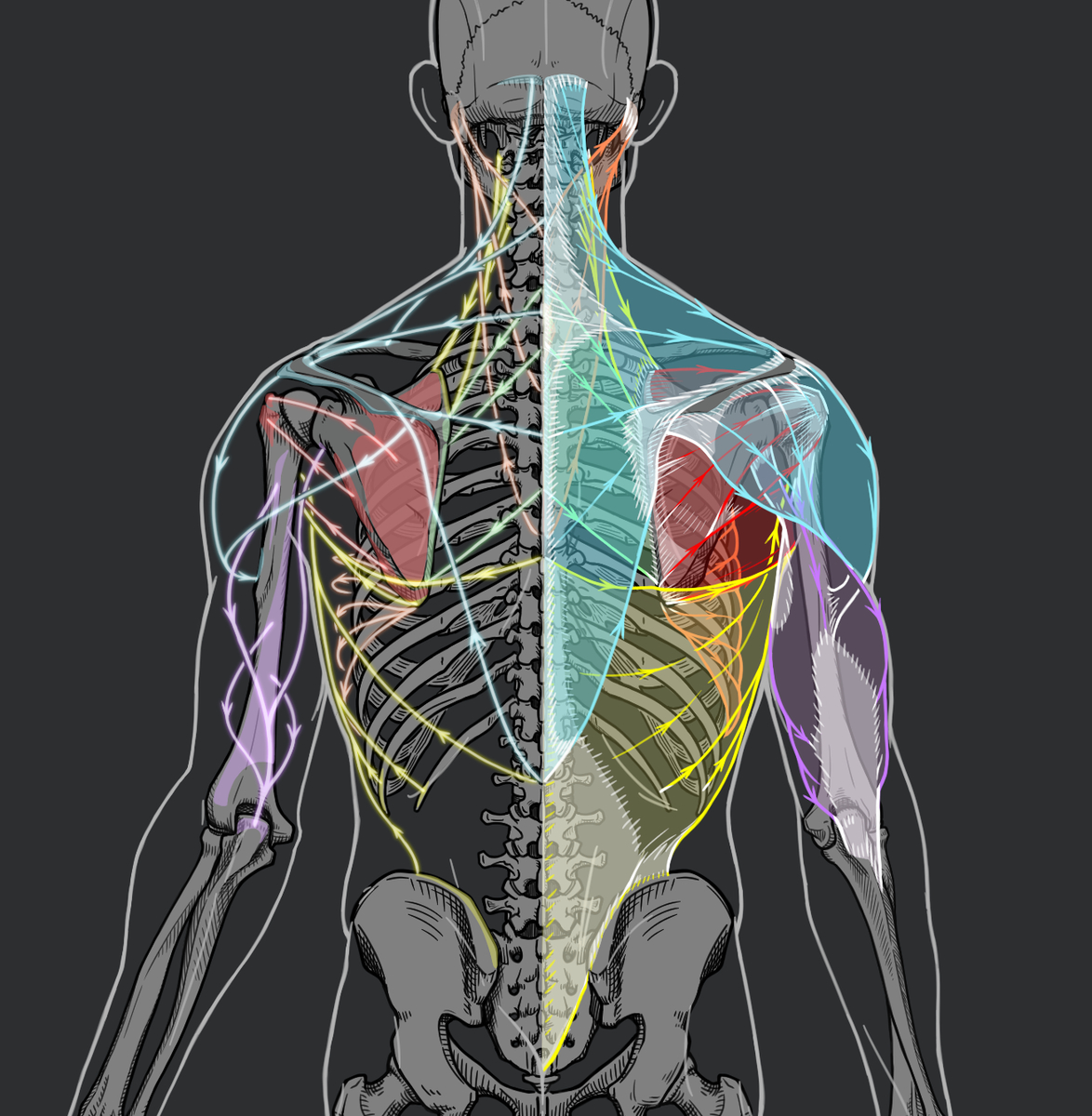 This is a pixiv picture whose title is 男性の背中スケッチ.