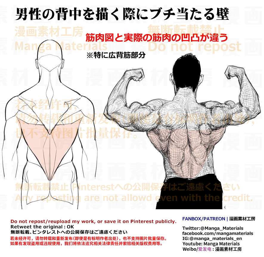 This is a pixiv picture whose title is 個人メモ：広背筋と深部筋.
