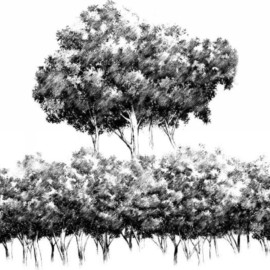 This is a pixiv picture whose title is 手描き風森ブラシ.