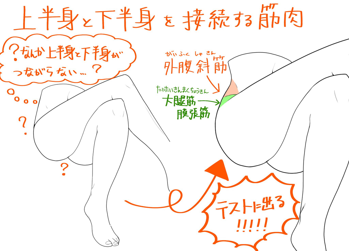 This is a pixiv picture whose title is 上半身と下半身を接続する筋肉.