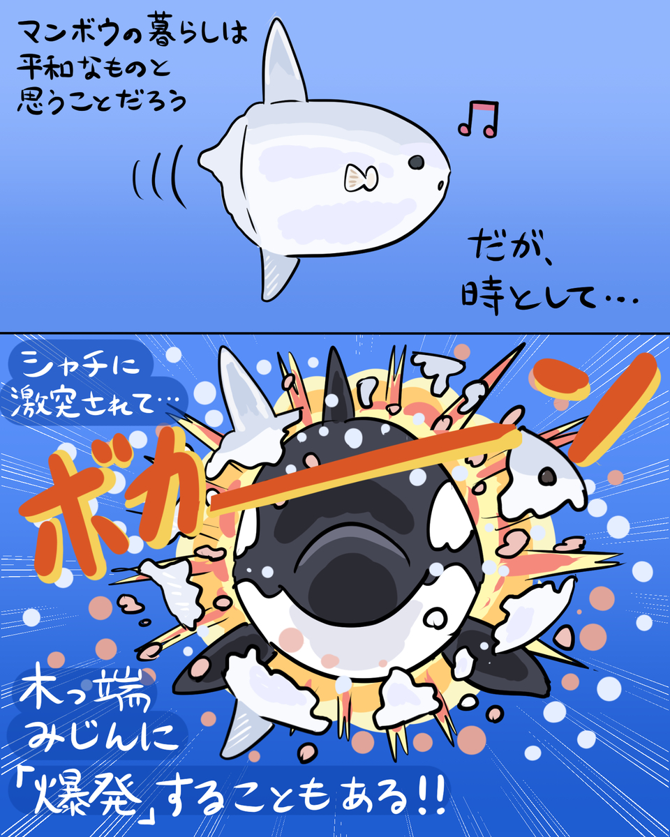 This is a pixiv picture whose title is 【図解】マンボウ爆発！大海原はシャチの遊び場？.