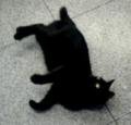 CHATNOIR