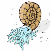 アンモナイト