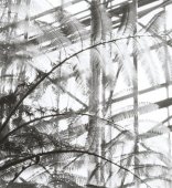 六〇六號