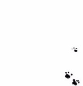 Calico(カリコ)