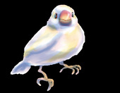アトリ