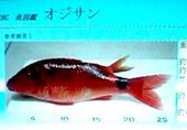 おじさん
