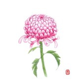 菊弌